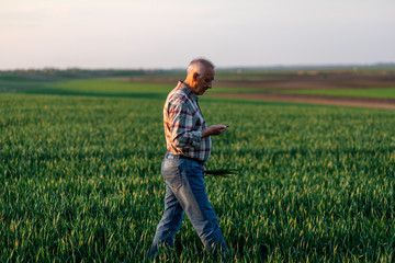 Naklejka na ściany i meble Senior farmer walking in young wheat field and examining crop.