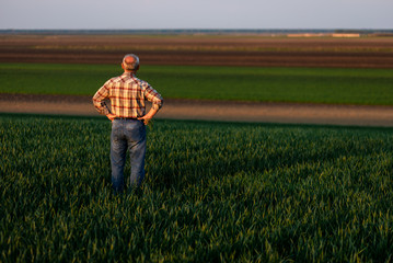 Rear view of senior farmer standing in young wheat field and examining crop.