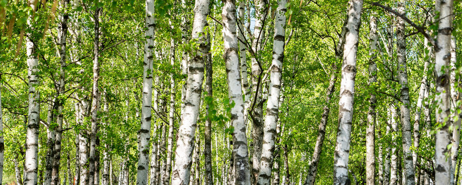 Gr&uuml;ner Wald mit Birken als Panorama Hintergrund