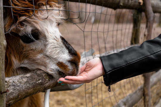 Alpaca at zoo eating from people's hand