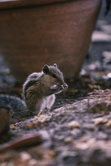 The chipmunk