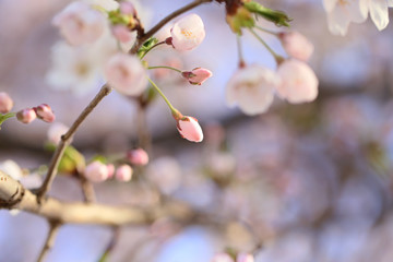 桜のつぼみ