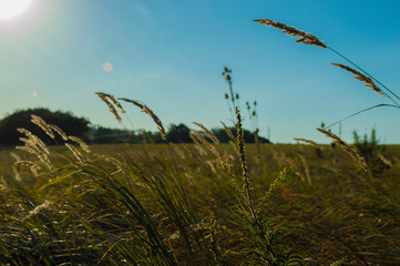 Obraz premium sunset in the field