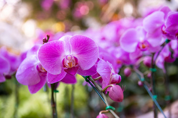 Beautiful purple orchid in the garden, outdoor day light, orchid farm in Thailand