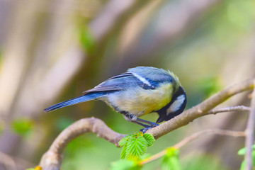 Blue tit sitting on a branch