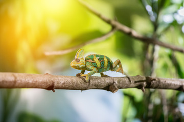 Chameleon in the zoo: Close-up picture of a chameleon climbing on a tree branch. Sunshine.