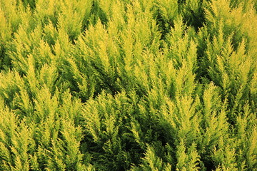 コノテガシワの葉(静岡県)