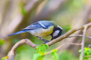 Fototapeta premium Blue tit eating nuts