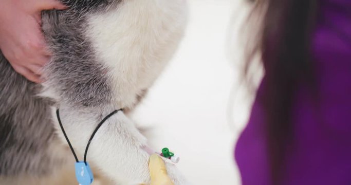 Happy and placid dog with intravenous catheter in its paw
