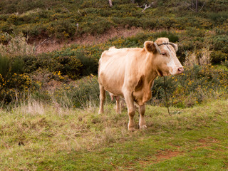 Hiking holiday on Madeira on the cliffs near Cabo in the west of the island