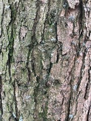 Tree bark