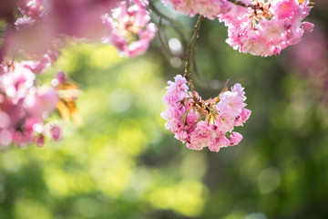 Springtime: Blooming tree with pink blossoms, beauty. Text space.