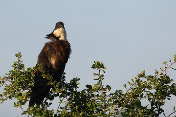 Tiputip / Burchell's Coucal / Centropus superciliosus.