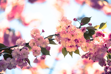 Springtime: Blooming tree with pink blossoms, beauty