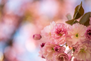 Fototapeta na wymiar Springtime: Blooming tree with pink blossoms, beauty