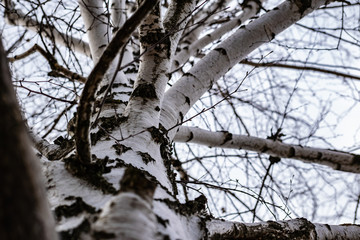 The trunks of a forest of birch trees with white bark and black spots. Tall birches, beautiful in the spring landscape in Rostov region, Russia.