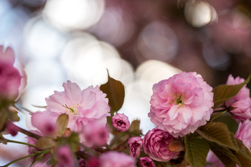 Springtime: Blooming tree with pink blossoms, beauty
