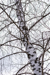The trunks of a forest of birch trees with white bark and black spots. Tall birches, beautiful in the spring landscape in Rostov region, Russia.