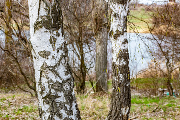 The trunks of a forest of birch trees with white bark and black spots. Tall birches, beautiful in the spring landscape in Rostov region, Russia.