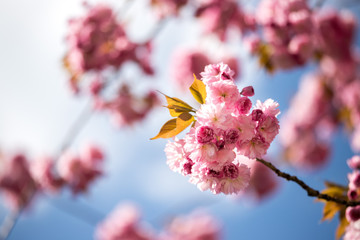 Springtime: Blooming tree with pink blossoms, beauty. Blue sky.