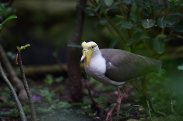 TRULEK BIRDS. Rare birds that only exist (endemic) on Java