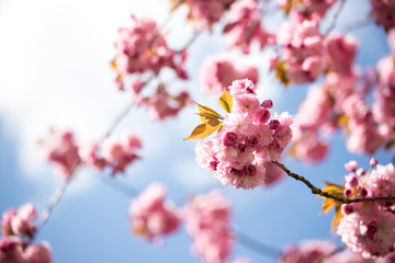 Springtime: Blooming tree with pink blossoms, beauty. Blue sky.