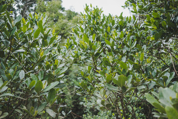 沖縄で見たマングローブ