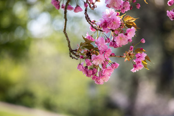 Springtime: Blooming tree with pink blossoms, beauty. Text space.