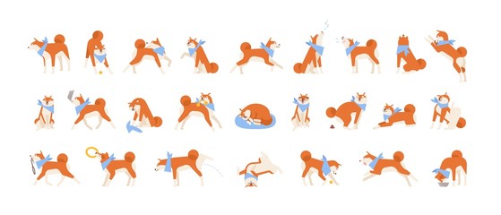 Collection of Akita Inu performing daily activities. Set of cute Japanese dog sleeping, playing, barking, howling, eating. Everyday life of domestic animal or pet. Flat cartoon vector illustration.