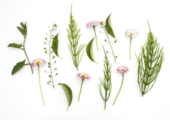 Floral background with wildflowers, green leaves on white background. 