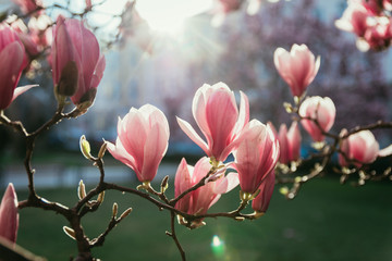 Fototapeta premium Springtime: Blooming tree with pink magnolia blossoms, beauty