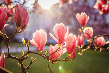 Springtime: Blooming tree with pink magnolia blossoms, beauty