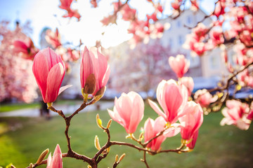 Springtime: Blooming tree with pink magnolia blossoms, beauty