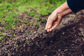 Farmer's hand planting a seed in soil. Senior woman sowing parsley in spring garden