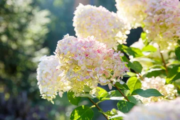 Kissenbezug Blühender Strauch weiße Paniculata Hortensie (Hydrangea paniculata) im Sommergarten. Nahaufnahme der Hortensie-Blume. © geshas