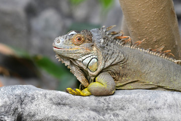 Gray and brown colored beautiful Iguana Leguan lizard with bright yellow legs lying on stone