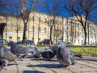 Fototapeta premium Pigeons on the sunny city street eat bread