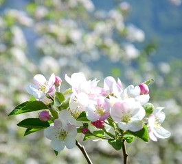 Apfelblüten - Apfelbaum - Apfelbaumblüte vor blauen Himmel und verschneiten Bergen