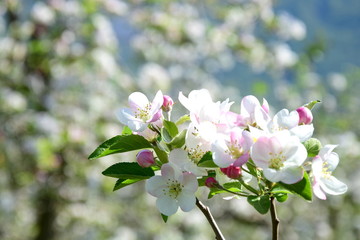 Apfelblüten - Apfelbaum - Apfelbaumblüte vor blauen Himmel und verschneiten Bergen