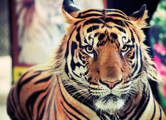 portrait of a tiger
