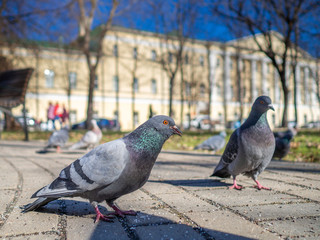Pigeons on the sunny city street eat bread