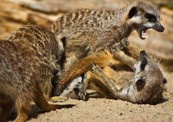 Erdmännchen (Suricata suricatta)