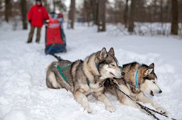 Sled dogs, Huskies and Malomuty, on the snow.