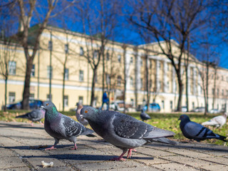 Pigeons on the sunny city street eat bread