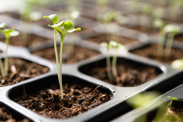 Young plants growing in nursery tray in the garden