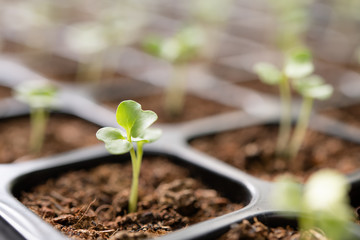 Young plants growing in nursery tray in the garden