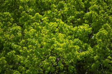 Naklejka premium Feuillage