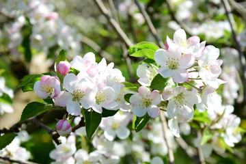 Fototapeta na wymiar Apfelblüten - Apfelbaumblüte - Blütezeit in Südtirol