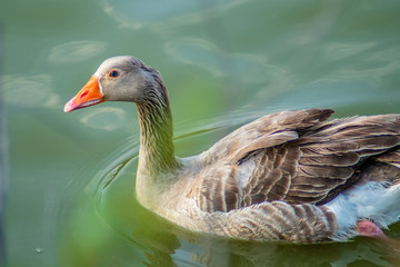 duck in water
