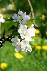Apfelblüte - Blütezeit in Südtirol